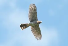 Cooper's Hawk Bird: A Comprehensive Guide