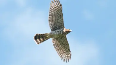 Cooper's Hawk Bird: A Comprehensive Guide