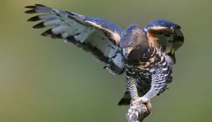 Crowned Eagle