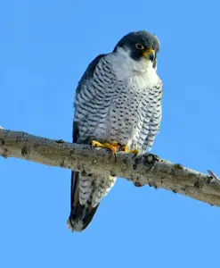 Peregrine Falcon - Rare Birds in Vermont