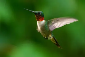 Hummingbirds: Meaning, Unique Traits, and Ecological Role