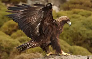 Golden Eagle