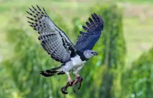 Harpy Eagle - Largest Eagles in the World – Top 10