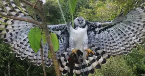 Harpy Eagle - Largest Eagles in the World – Top 10