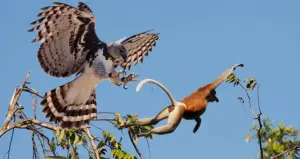 Harpy Eagle