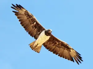 Martial Eagle - Largest Eagles in the World