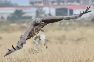 Martial Eagle