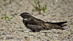 Nighthawk Bird: Traits, Habitat, Feeding, and Conservation