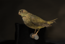 Night Parrot: Habitat, Behavior, and Conservation