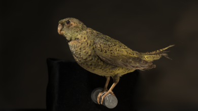 Night Parrot: Habitat, Behavior, and Conservation