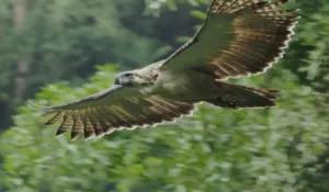 Philippine Eagle - Largest Eagles in the World – Top 10