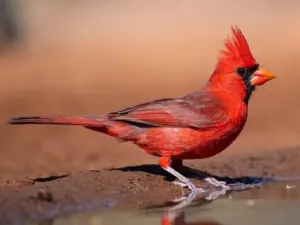 Red Cardinals