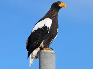 Steller’s Sea Eagle - Largest Eagles in the World – Top 10