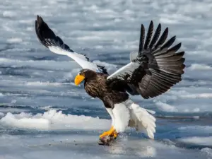 Steller's Sea Eagle