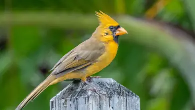 The Yellow Cardinal Bird