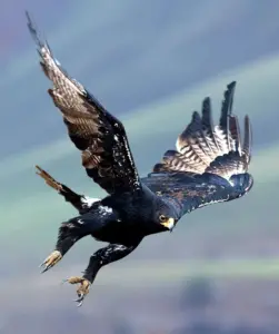 Verreaux's Eagle