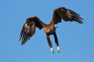 Wedge-tailed Eagle