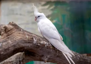 Characteristics of Albino Cockatiels