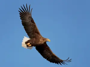 White-tailed Eagle - Largest Eagles in the World