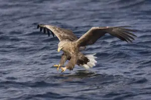 White-tailed Eagle