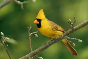 Yellow Cardinal Bird