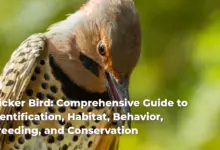 Flicker Bird: Comprehensive Guide to Identification, Habitat, Behavior, Breeding, and Conservation