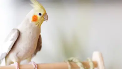 Cockatiel Parrot: Guide to Care, Training, Health and Breeding