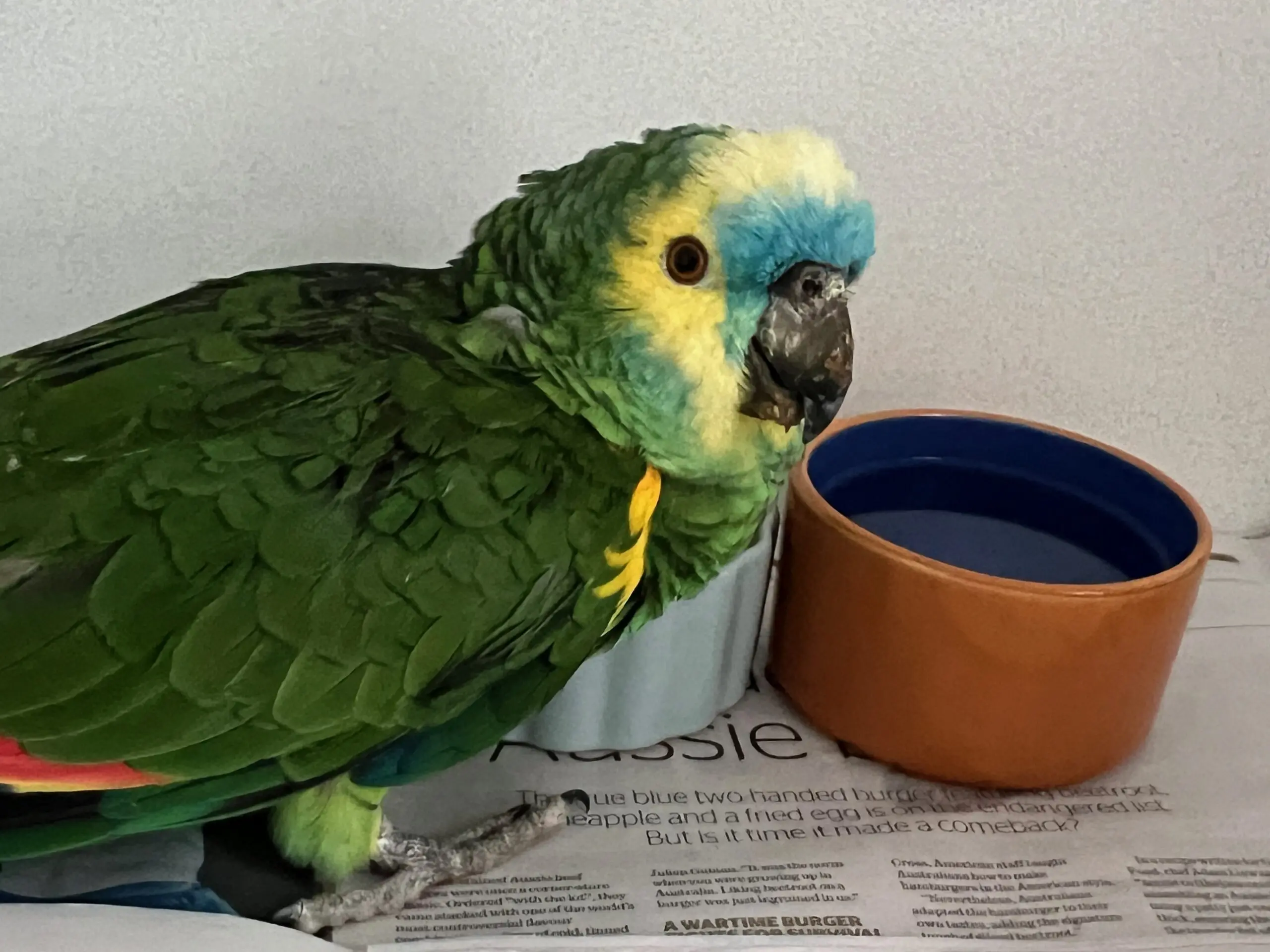 Caring For Amazon Parrots - Bird Vet Melbourne