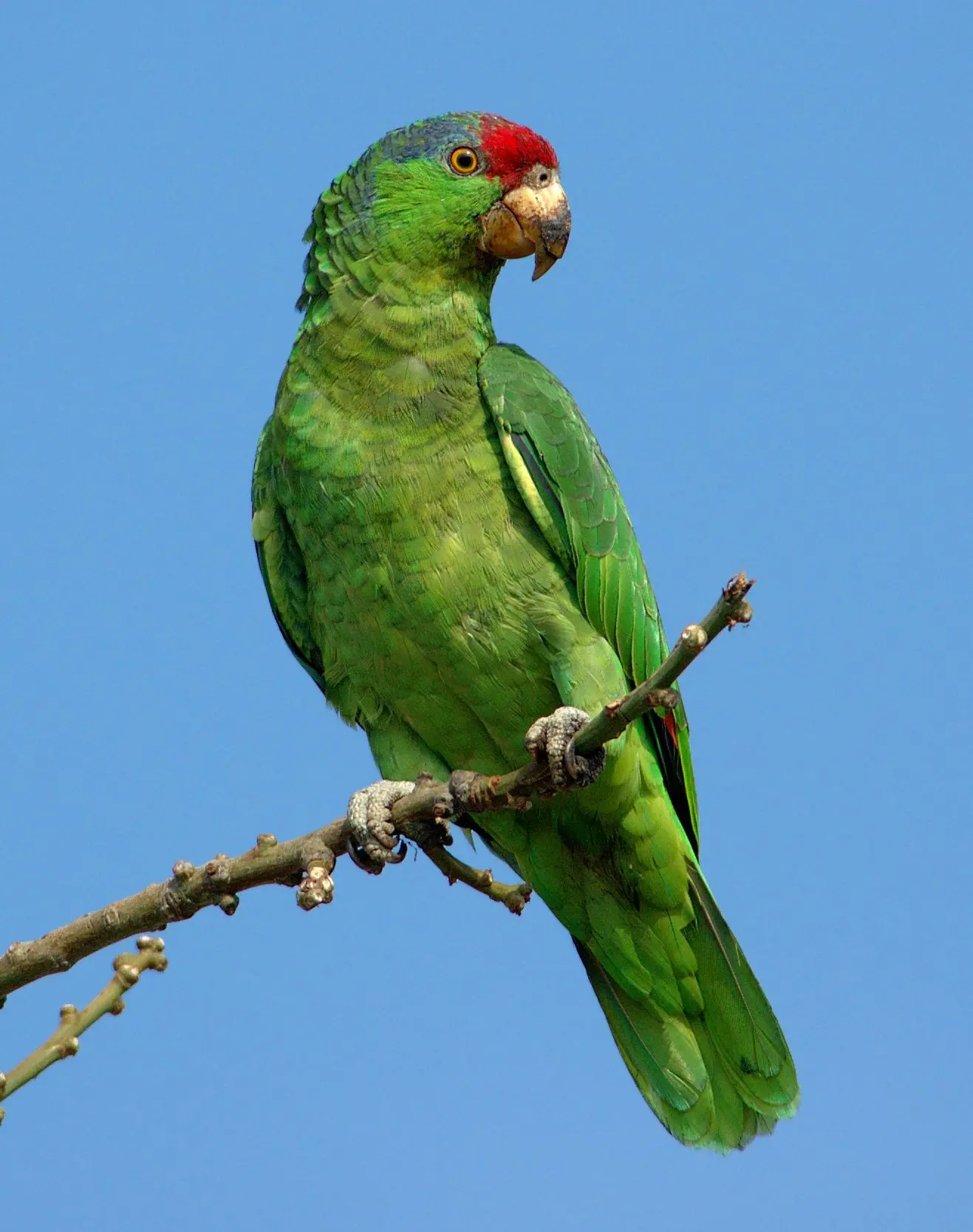 Red-crowned amazon - Wikipedia