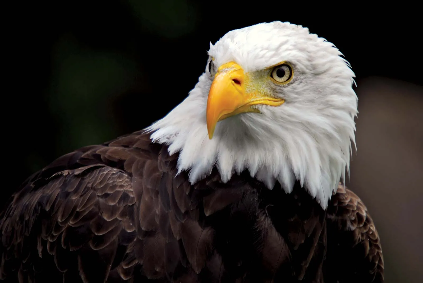 Bald eagle | Size, Habitat, Diet, & Facts | Britannica