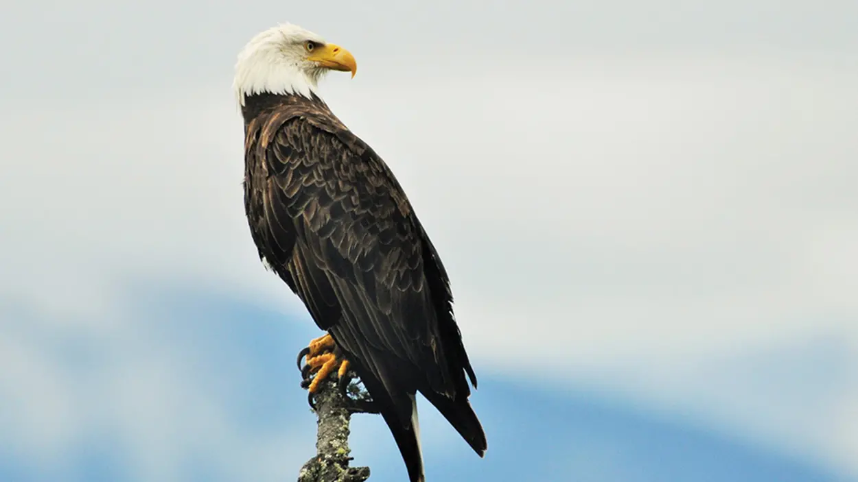 The American Bald Eagle | Laurel Magazine