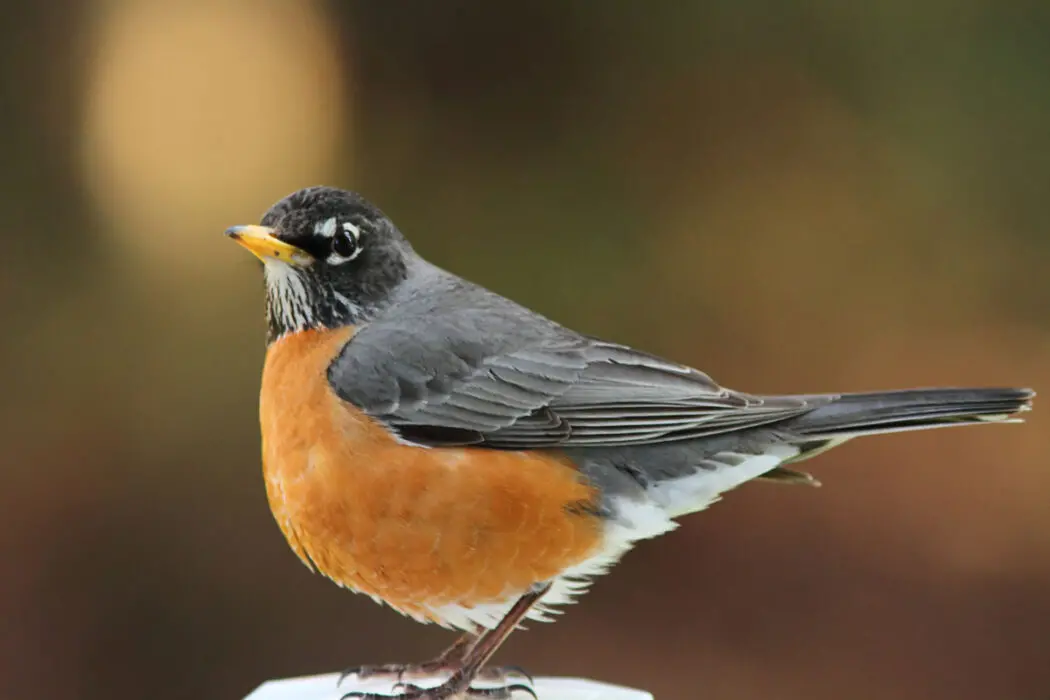 American Robin - Song Of America