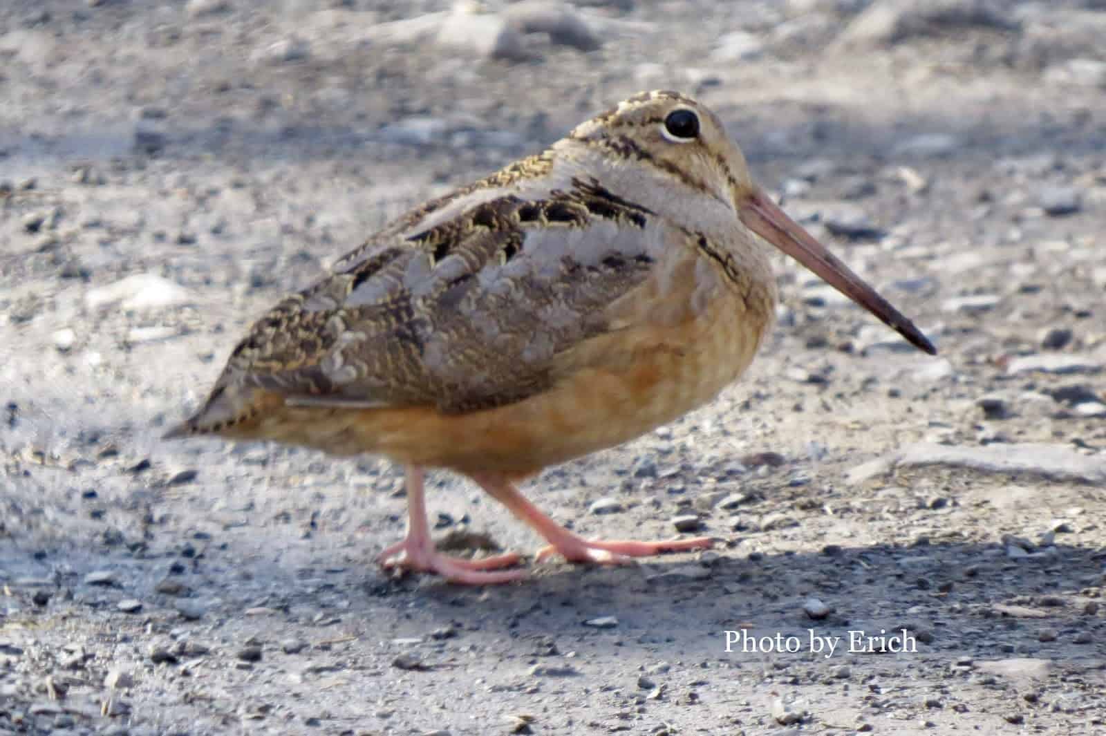 Meet the American Woodcock - Maplewood Road