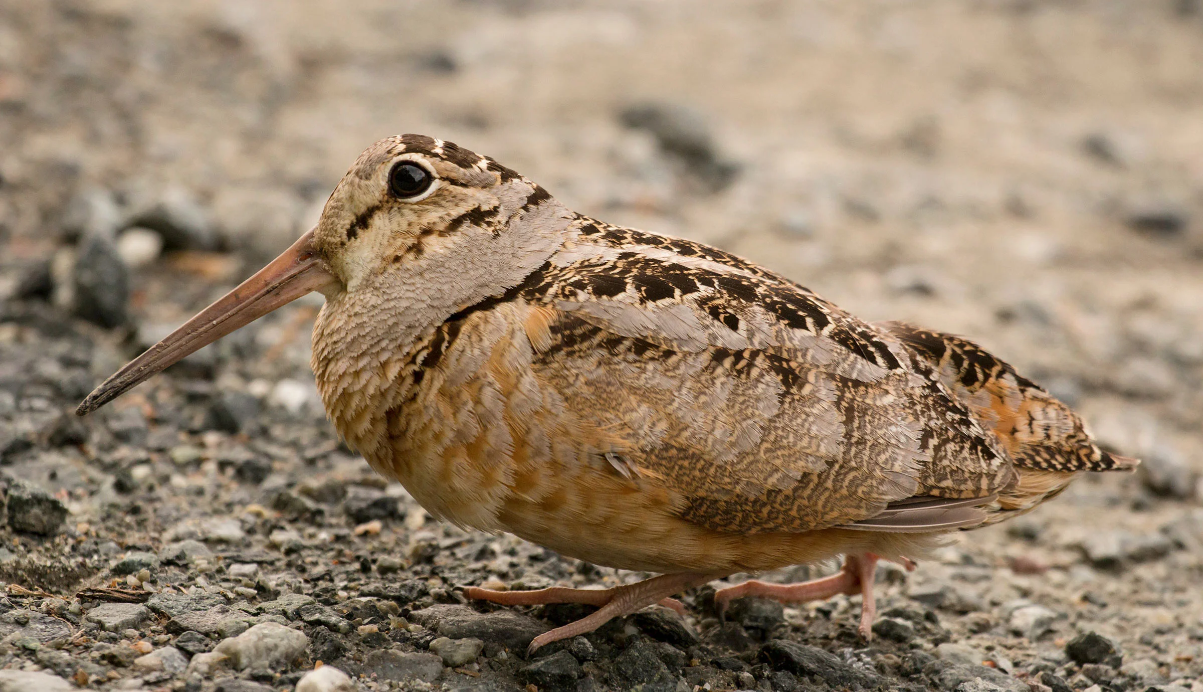 American Woodcock: In-Depth Guide to Identification, Habitat, Behavior ...