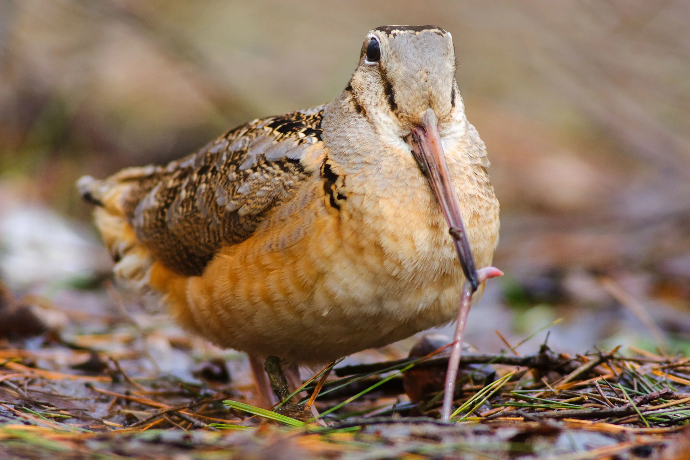 American Woodcock: In-Depth Guide to Identification, Habitat, Behavior ...