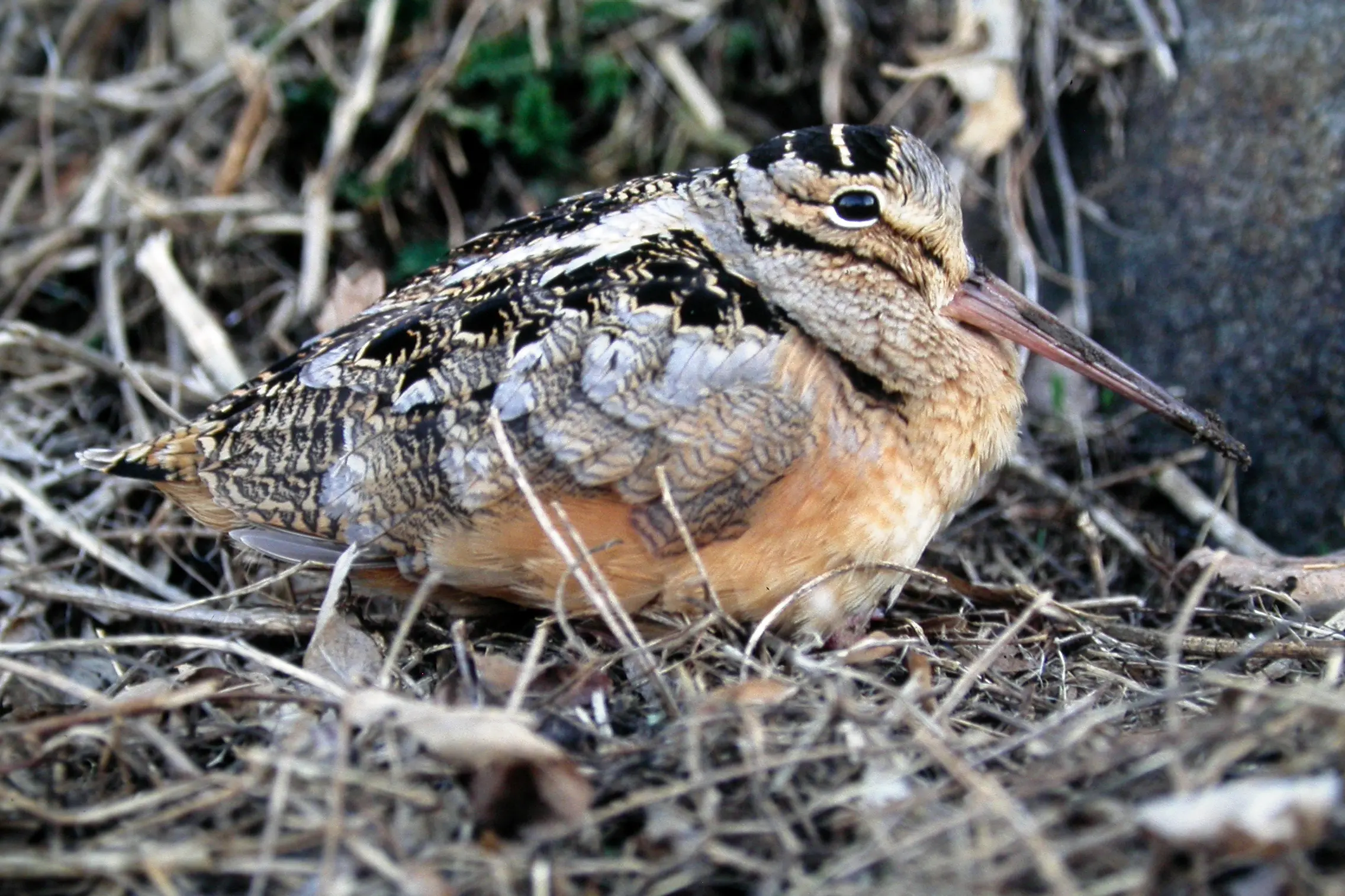 Door to Nature: The April Sky Dance of the American Woodcock ...