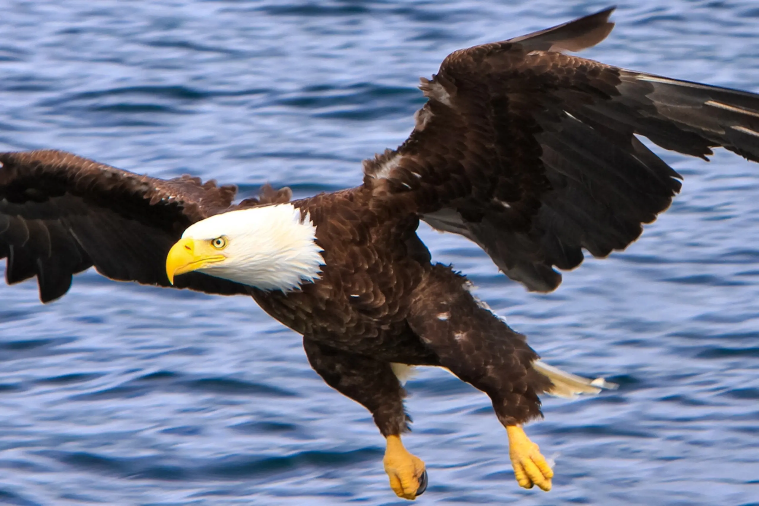 Bald Eagle: A Majestic Icon of the Sky