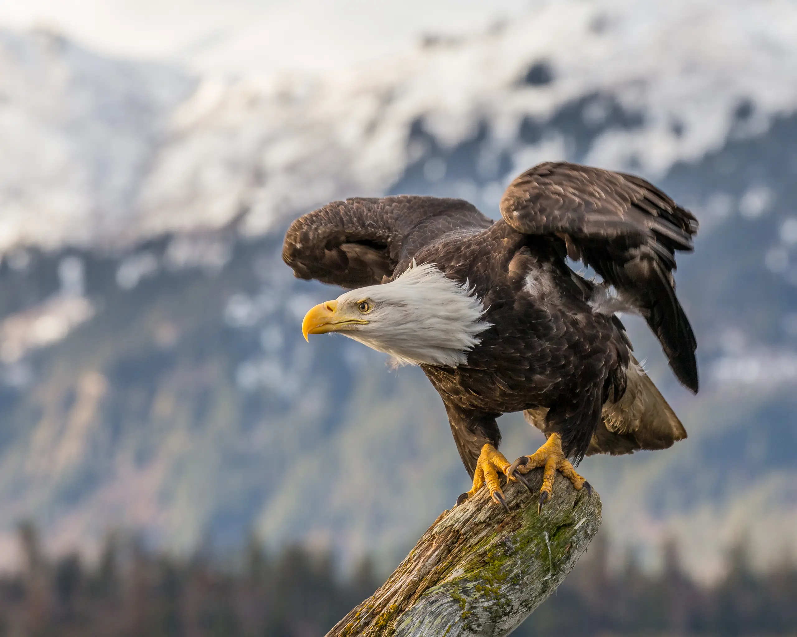 Bald Eagle: A Majestic Icon of the Sky