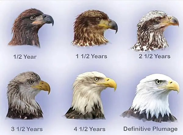 Age Progression in Bald Eagles - Loudoun Wildlife Conservancy