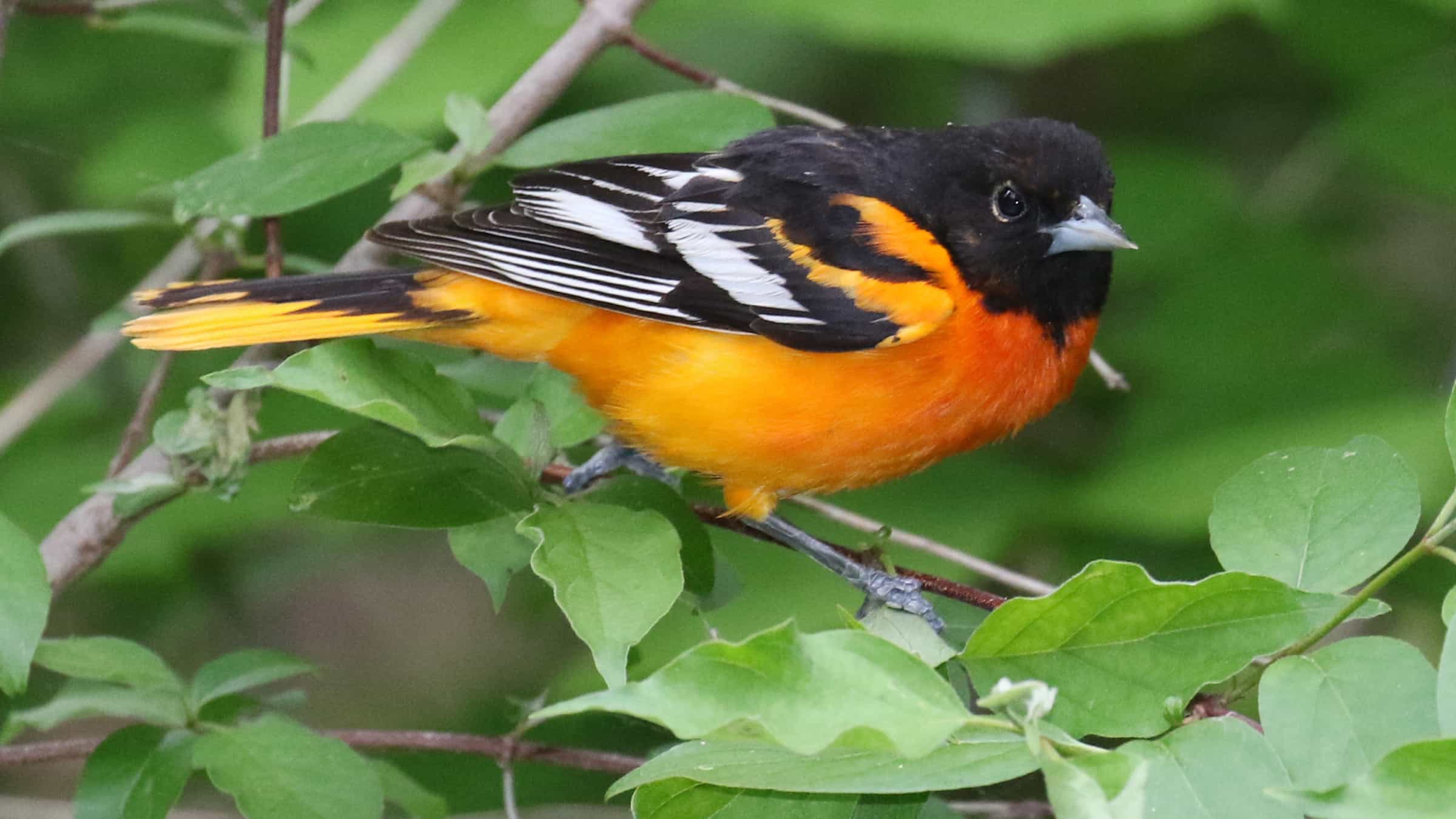 Baltimore Oriole – Indiana Audubon