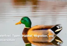 Waterfowl: Types, Habitat, Migration, and Conservation