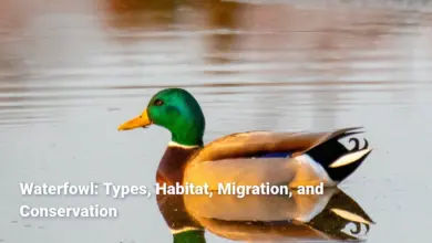 Waterfowl: Types, Habitat, Migration, and Conservation