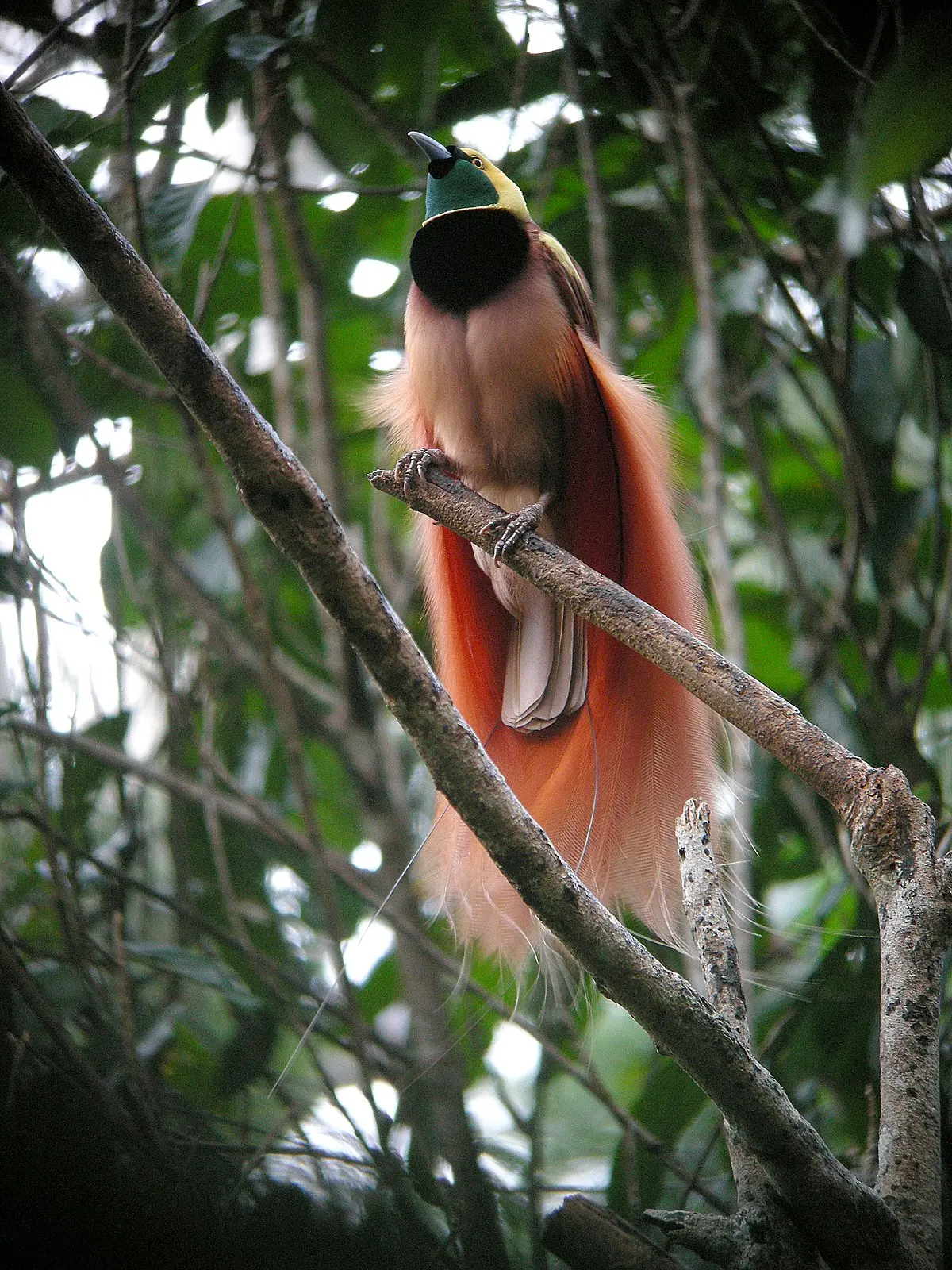 Bird-of-paradise - Wikipedia