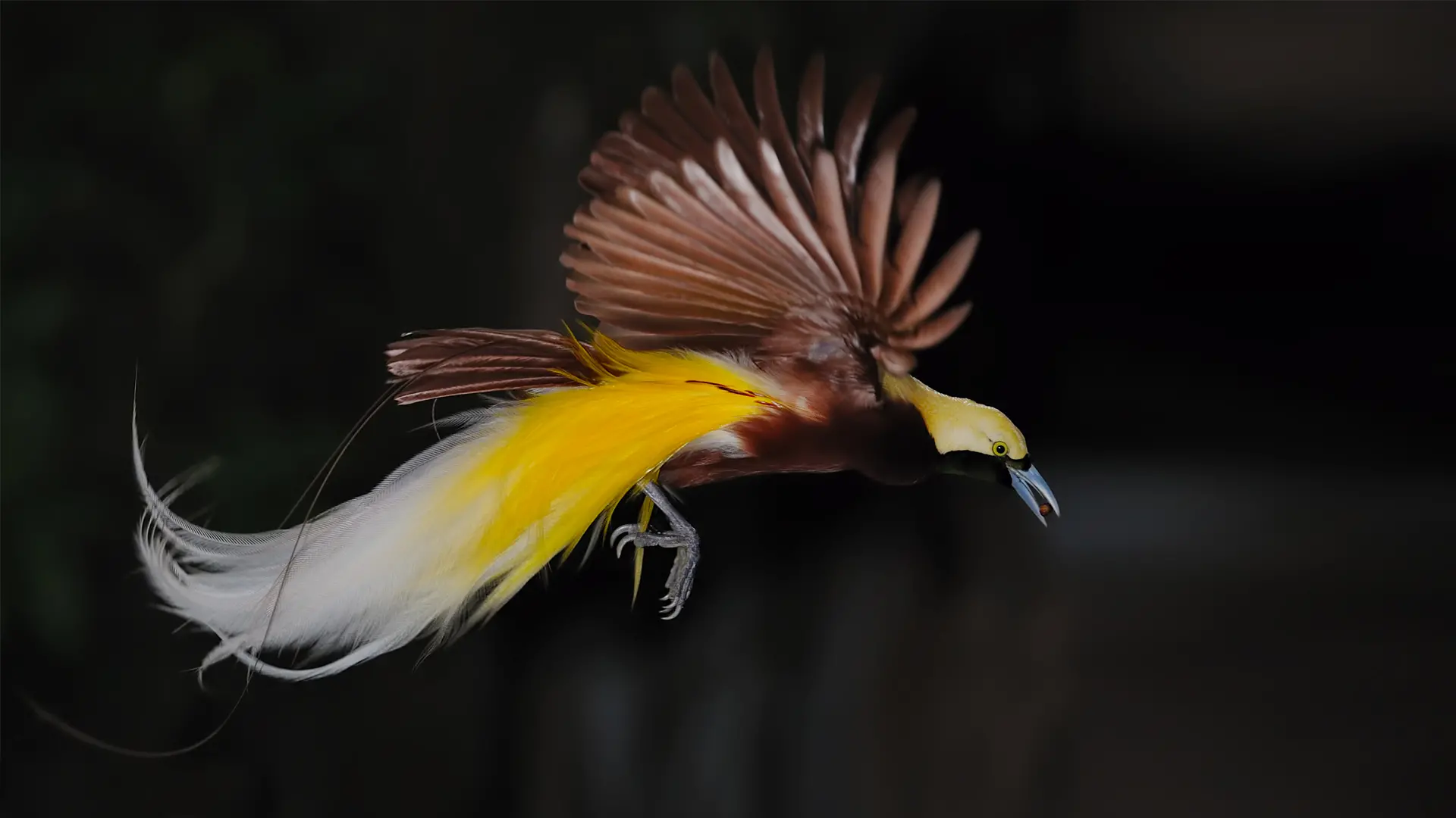 Bird of Paradise (Bird) | San Diego Zoo Animals & Plants