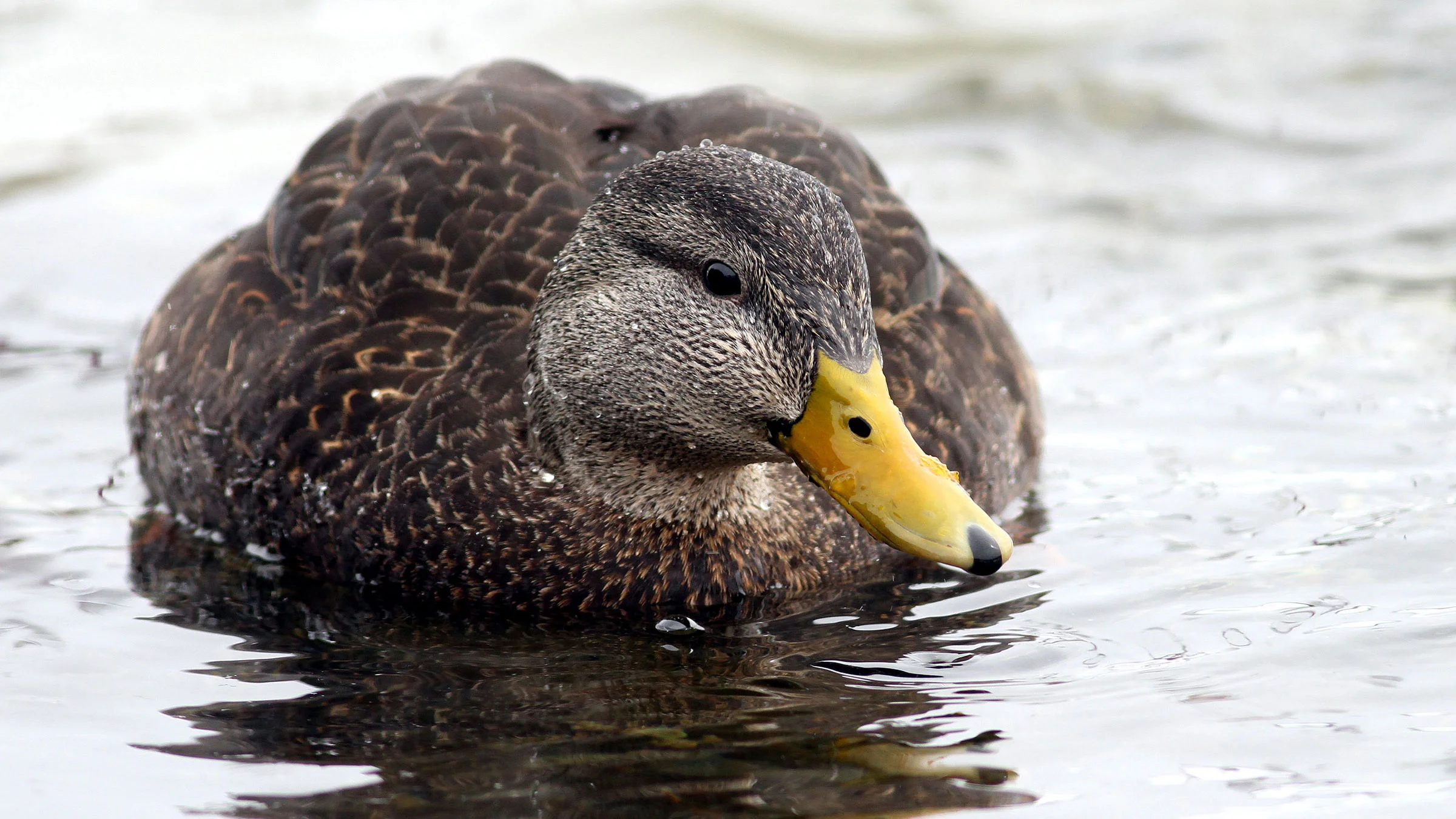 American Black Duck | Audubon Field Guide