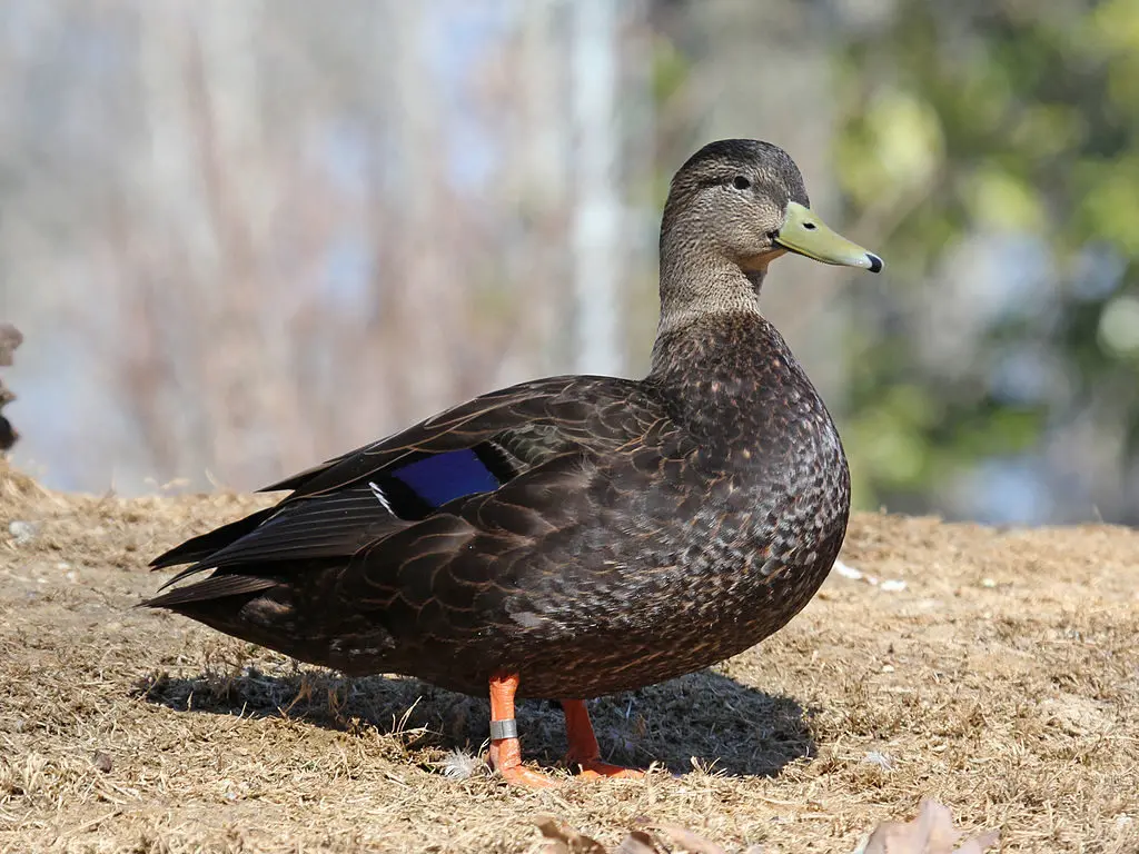 American Black Duck - Barnegat Bay Partnership