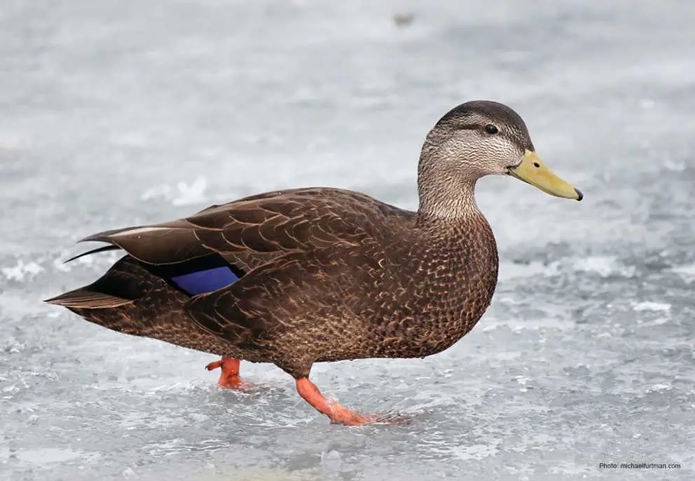 American Black Duck | Ducks Unlimited