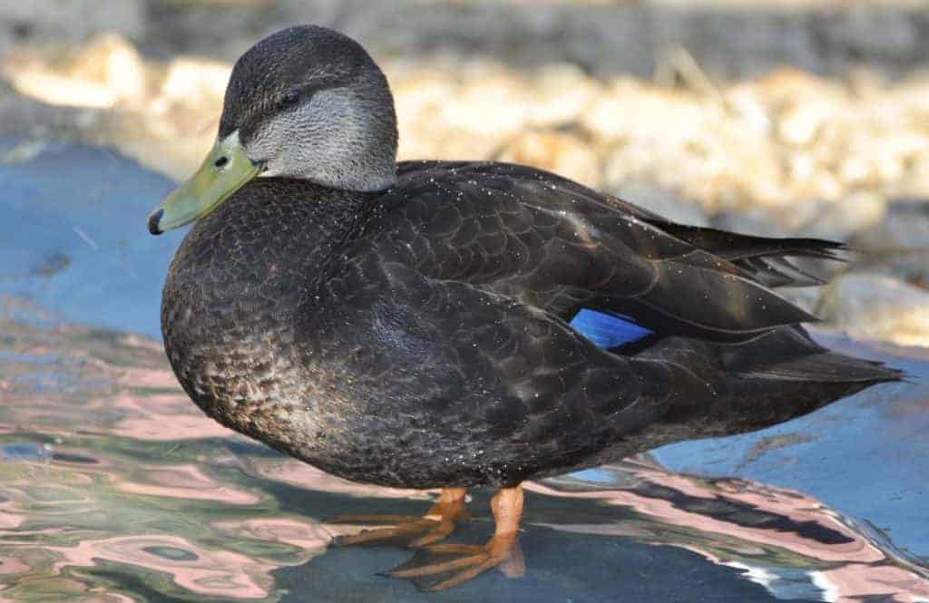 American Black Duck - British Waterfowl Association