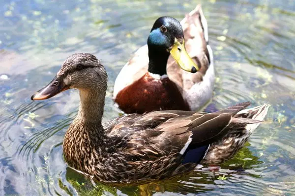 Hybrid Mallards - 10,000 Birds