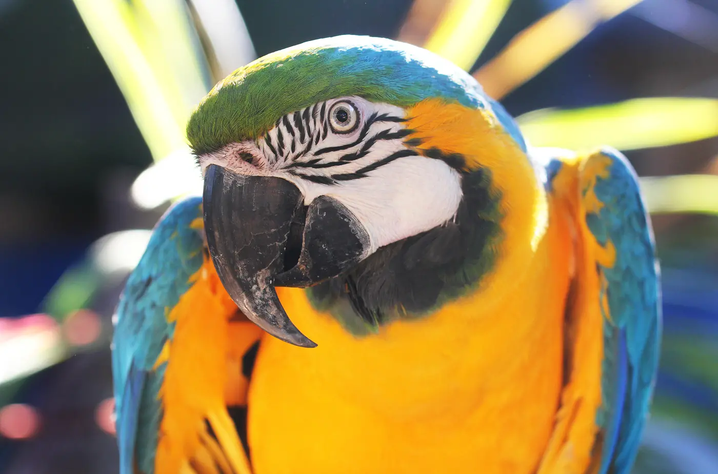 Blue & Gold Macaw | Sacramento Zoo